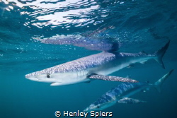 The Blues are Back by Henley Spiers 